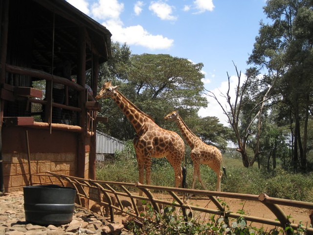 Giraffe Centre
