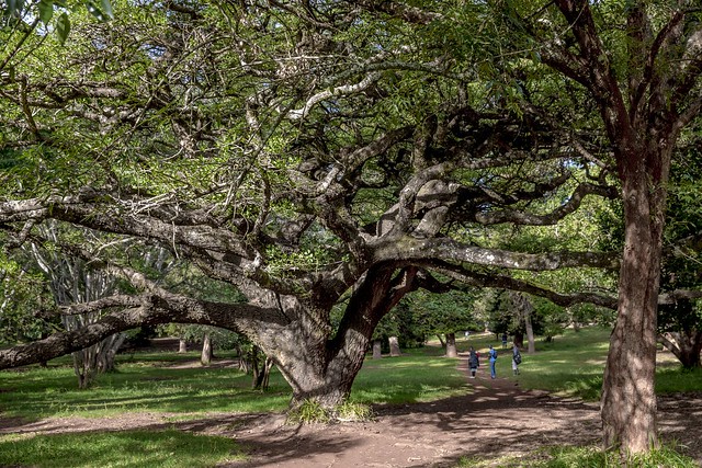 Nairobi Arboretum