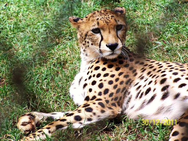 Nairobi Animal Orphanage