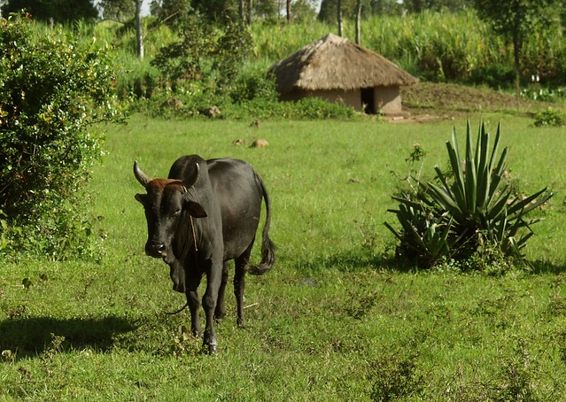 Bomas of Kenya