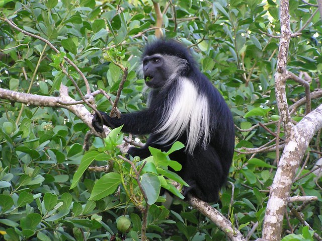Colobus Conservation Centre