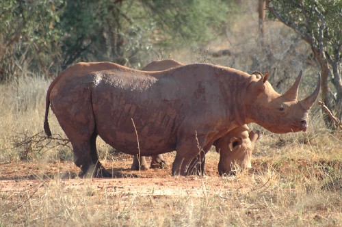 Ngulia Rhino Sanctuary