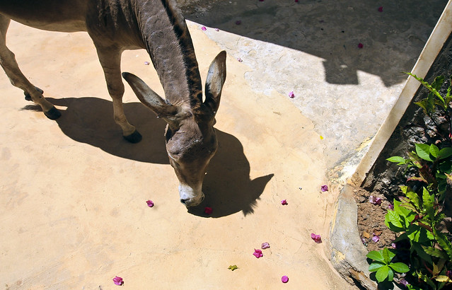 Donkey Sanctuary, Lamu