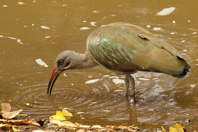 Bisanadi National Reserve