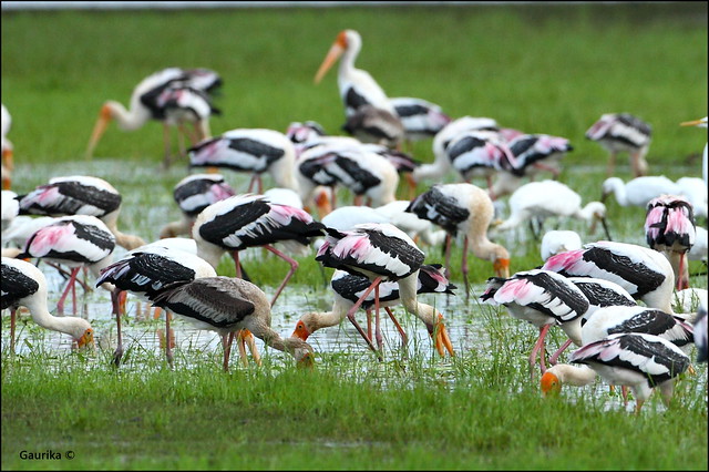Kumana National Park