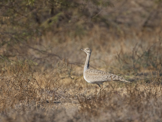 Kutch Bustard Sanctuary
