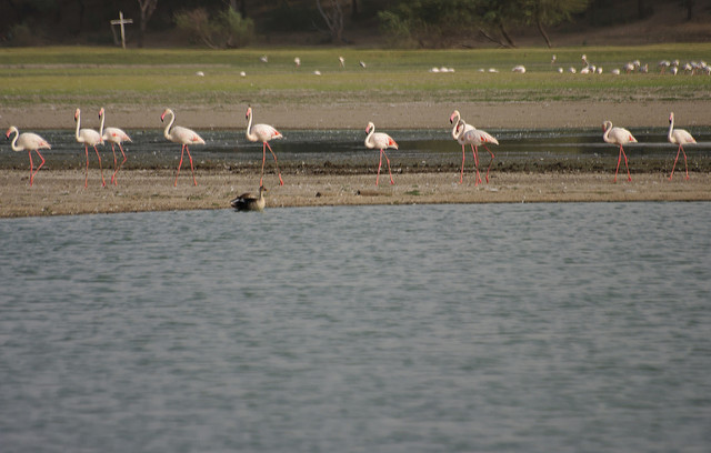Thol Lake Bird Sanctuary