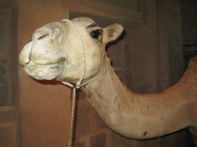 Camel Museum, Dubai