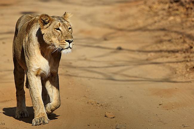 Adventures in India: Gir lion safari